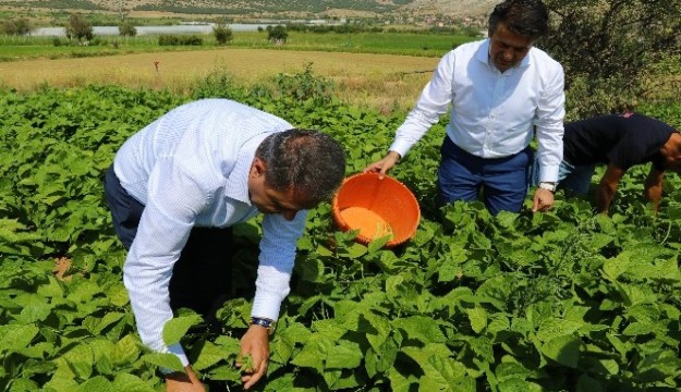 Burdur İnsuyu’nda fasulye hasadı devam ediyor