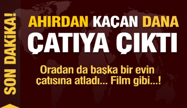 Burdur'da ahırdan kaçan dana, bir evin çatısına çıktı... Film gibi olay!