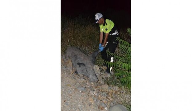 Burdur'da ​Domuz leşi trafiği tıkadı