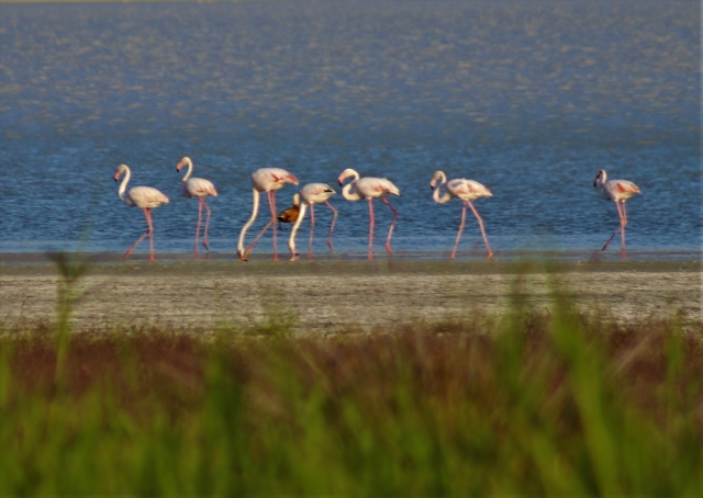 Burdur'da flamingo yoğunluğu yaşanıyor