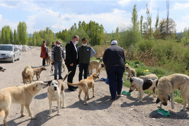 Burdur'da sokak hayvanları için çalışmalar