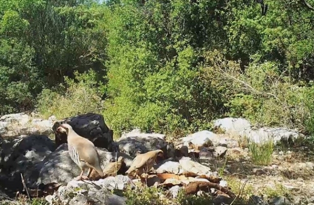 Burdur'da yaban hayatı "fotokapan"la görüntülendi