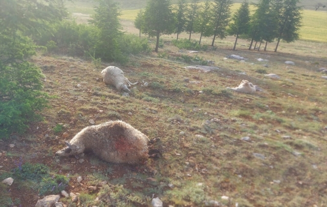 Burdur'da yıldırım isabet eden koyunlar telef oldu