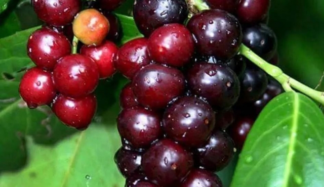 C vitamini deposu virüslere karşı bağışıklığı...