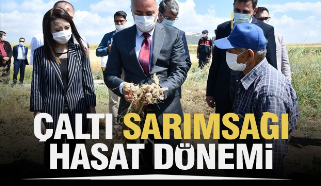 ÇALTI SARIMSAĞINDA HASAT DÖNEMİ