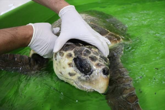 Çekiçle yaralanan caretta carettanın tedavisi sürüyor