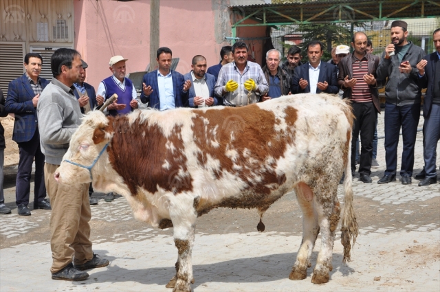 çiftçiler bol yağış nedeniyle "şükür kurbanı" kesti