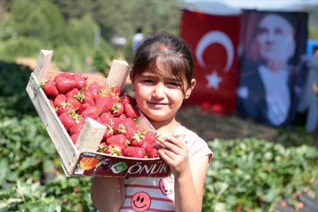 Çilek sayesinde kentten köye göç başladı