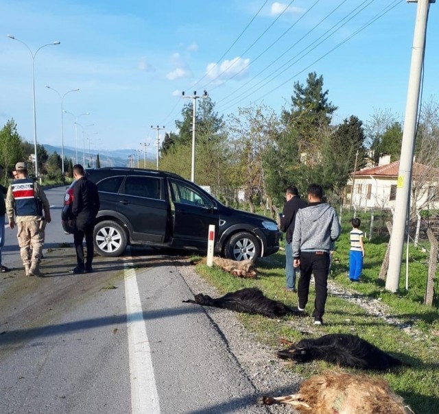 Cipin çarptığı 18 küçükbaş hayvan telef oldu