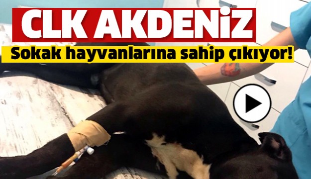 CK Akdeniz Elektrik, sokak hayvanlarına sahip çıkıyor