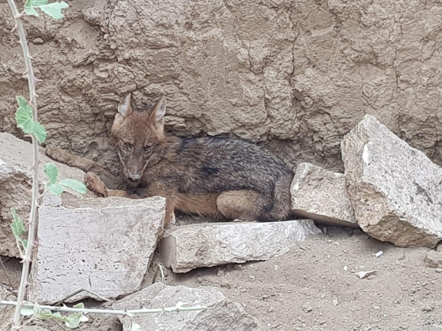 Çukura düşen çakal kurtarıldı   