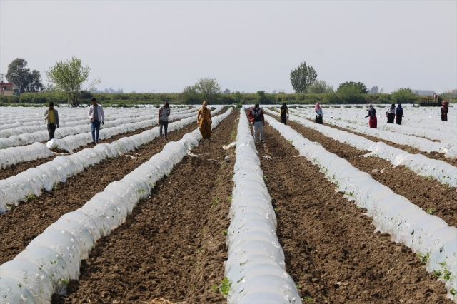 Çukurova'da tarımsal üretim hız kesmiyor