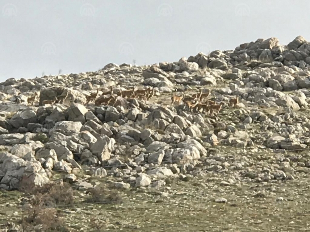 Dağ keçileri görüntülendi