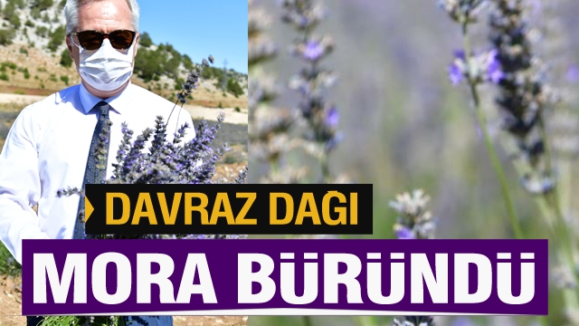 Davraz mora büründü Lavanta Hasadı Başladı