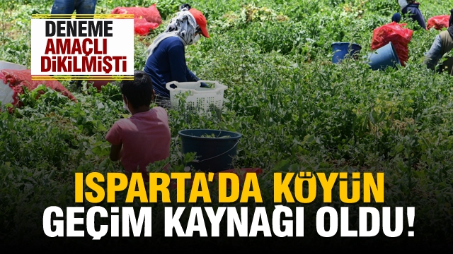 DENEME AMAÇLI DİKİLMİŞTİ ISPARTA'DA  KÖYÜN GEÇİM KAYNAĞI OLDU