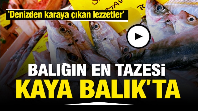 DENİZDEN KARAYA ÇIKAN EN GÜZEL LEZZETLER İÇİN KAYA BALIK