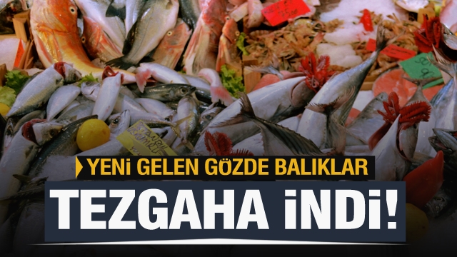 DENİZDEN YENİ ÇIKAN GÖZDE BALIKLAR TEZGAHLARA İNDİ