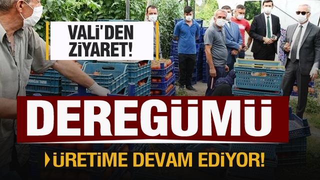 Deregümü Köyünde Domates ve Karanfil Hasadı Devam Ediyor