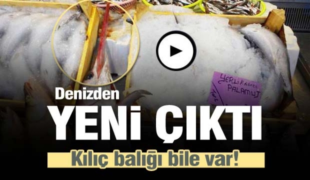 Denizden yeni çıkan balık türleri Isparta'ya geldi