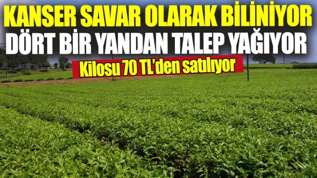 Doğu Anadolu'nun Şifalı Mucizesi: Işkın Tezgahlarda Boy Gösteriyor!