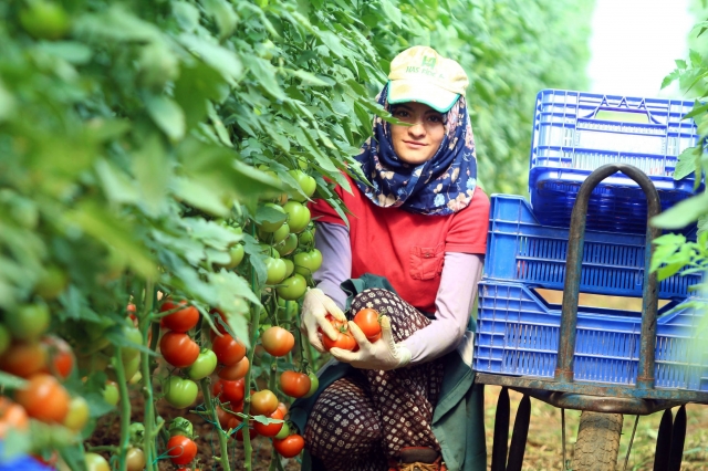 Domatesin fiyatı yeniden artışa geçti 