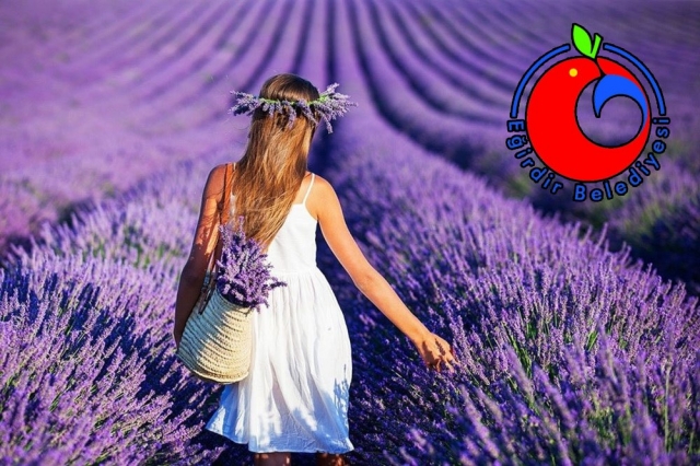 EĞİRDİR BELEDİYESİ LAVANTA FESTİVALİNDE STAND AÇACAK