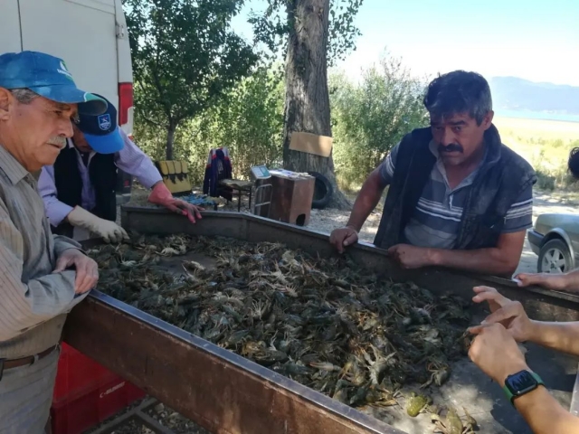EĞİRDİR GÖLÜ ÖLÜ KEREVİT BİLGİLENDİRMESİ