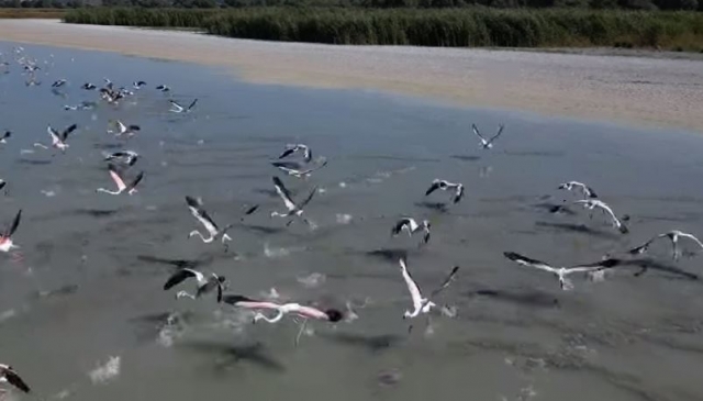  Eğirdir Gölü'ndeki Flamingoların Muhteşem Görüntüleri