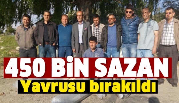 Eğirdir Gölü'ne 450 Bin Sazan Yavrusu Salındı