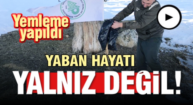 Eğirdir'de yem bulamayan yaban hayvanları için yemleme çalışması