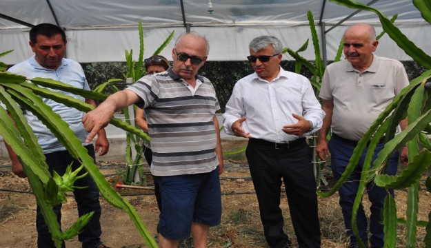 Ejder meyvesi Antalya'da yetiştirildi  