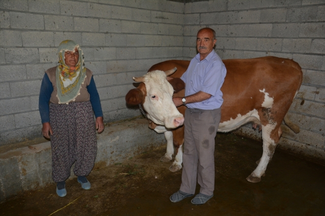 Elbistan'da geçim sıkıntısı çeken aileye inek hediye edildi