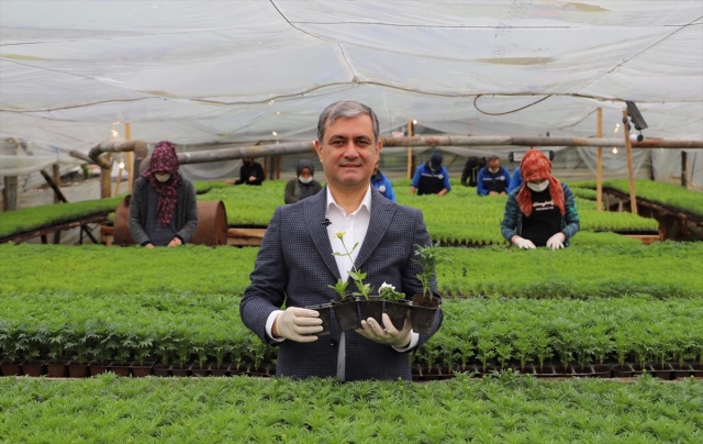 Elmalı Belediyesi ürettiği 70 bin çiçeği toprakla buluşturuyor
