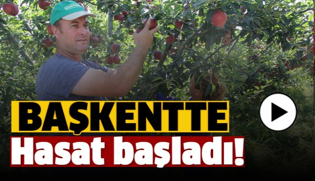 Elmanın Başkentinde Hasat Zamanı