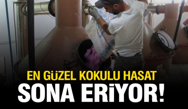 
En Güzel Kokulu Hasat Sona Eriyor