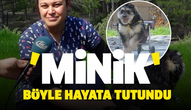  Engelli sokak köpeği 'Minik' sevgiyle hayata tutundu 