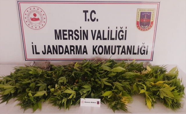Evinin çatısında uyuşturucu yetiştiren zanlı jandarmaya yakalandı