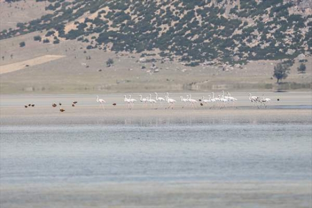 Flamingoların değişmeyen durağı: "Yarışlı Gölü"