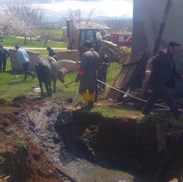Foseptik çukuruna düşen inek kurtarıldı