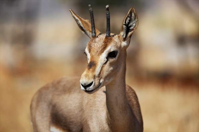 "Gazella gazella" türü dağ ceylanlarının varlığı artıyor