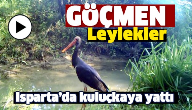 Göçmen Leylekler Isparta'da Kuluçkaya Yattı