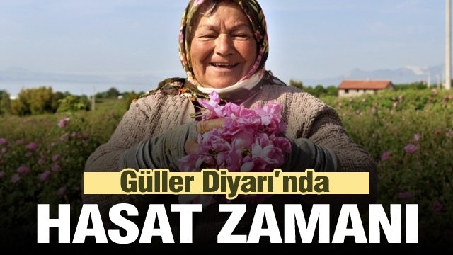 Güller Diyarı Isparta'da Gül Hasat Zamanı