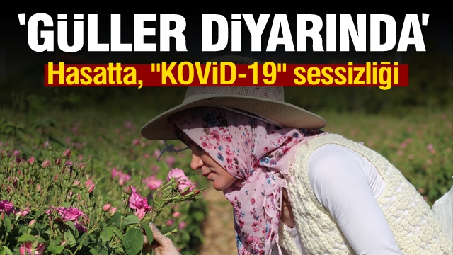 "Güller diyarında" hasatta, "Kovid-19" sessizliği