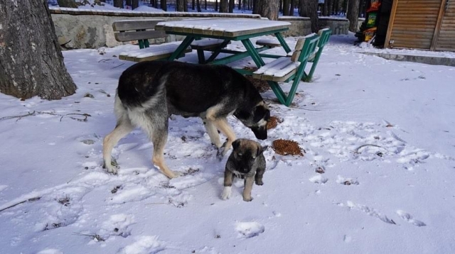 Haber: Isparta'da Kar örtülü alanlarda yaban ve sokak hayvanları unutulmadı