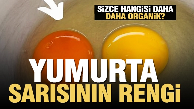 HANGİ YUMURTA DAHA ORGANİK? 