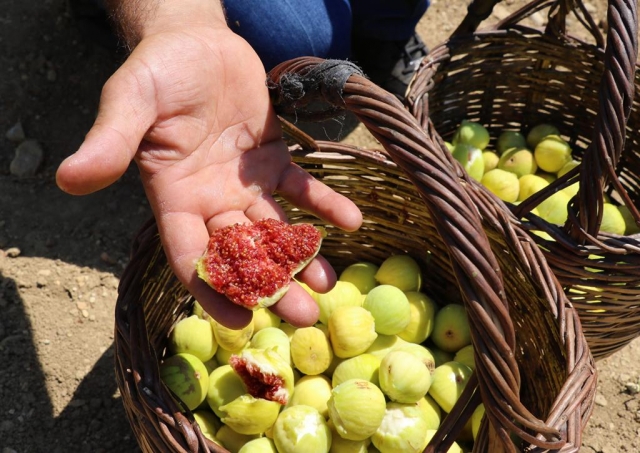 Hasadına başlanan "Melli inciri" için hedef dış pazar