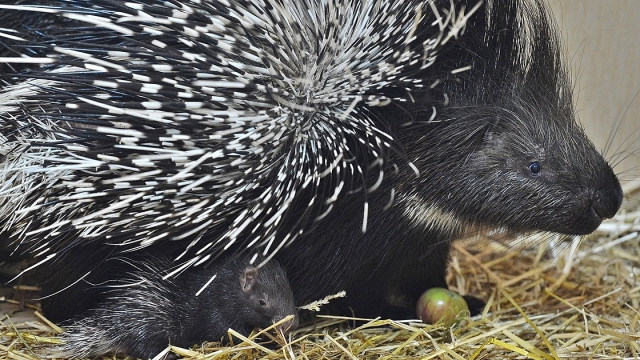 Hatay'da oklu kirpi avlayanlara para cezası