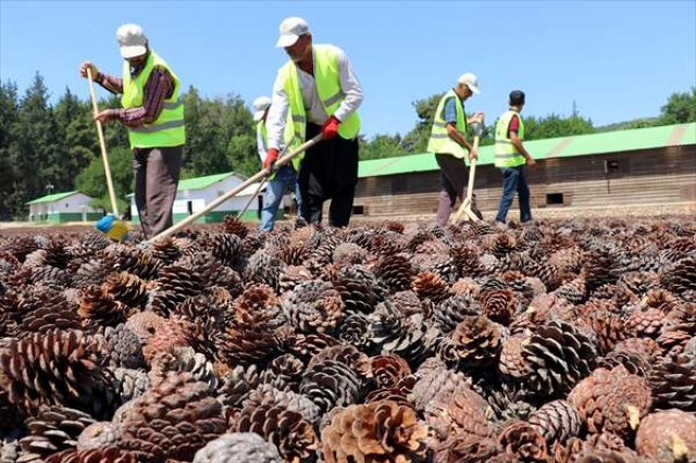 Hatay'da üretilen 4,5 milyon fidan toprakla buluşacak