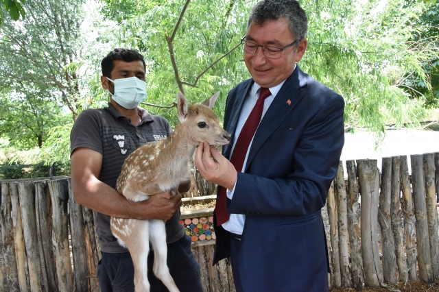 HAYVANAT BAHÇESİNİN YENİ ÜYELERİ YAVRU
GEYİK VE YAVRU MİDİLLİ ATINIDA GÖRDÜ