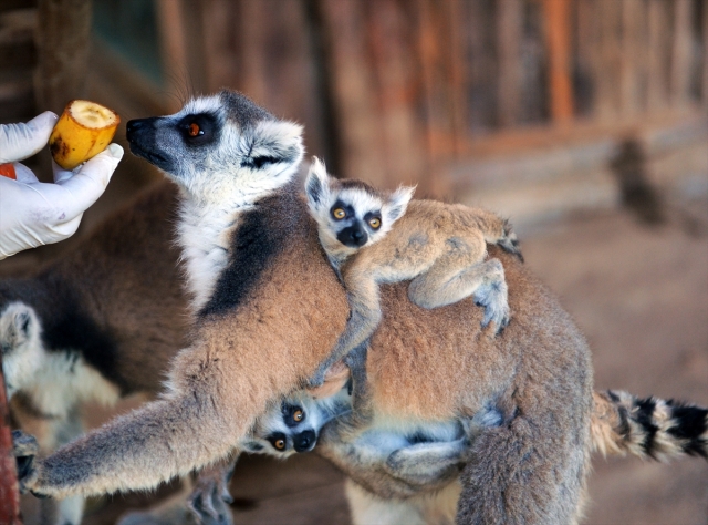 "İkiz" yavrulayan lemur ve ailesine özenle bakılıyor